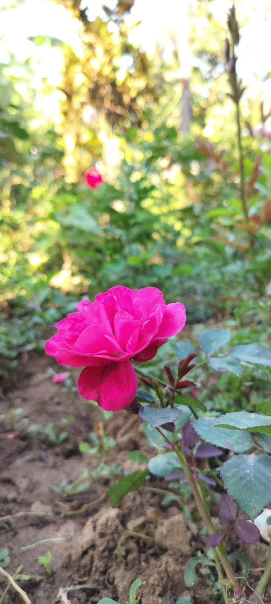 Royal Palm Homestay 마디케리 외부 사진